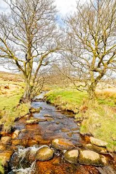 Two bare trees on the banks of a brook Foto stock
