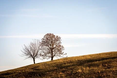 Two Bare Trees on Brown Meadow in Autumn - Lessinia Plateau Veneto Italy Stock Photos