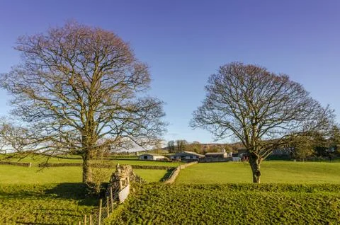 Two bare trees on either side of a dry stone wall Stock-Fotos