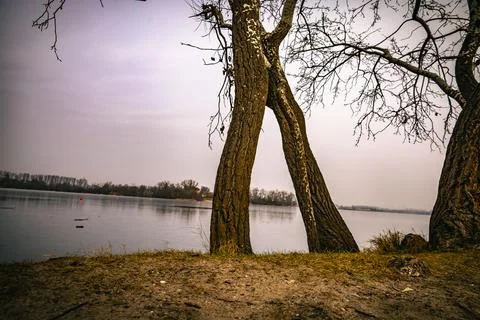 Two bare trees frame a tranquil lake scene under an overcast sky, hinting at  Stock Photos