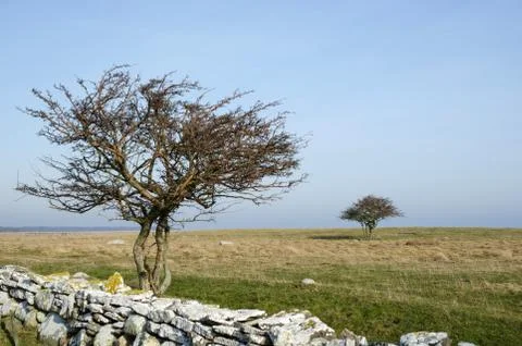 Two bare trees in a grassland Stock Photos