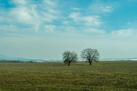 Two bare trees on large meadow landscape. Gloomy and sad field view. Foto stock