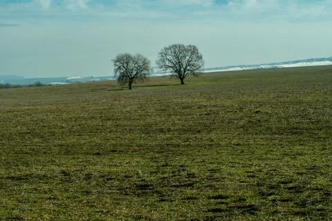 Two bare trees on large meadow landscape. Gloomy and sad field view. Stock Photos