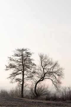 Two bare trees next to corn stubble field on a cold winter morning Stock Photos