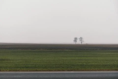 Two bare trees stand in a field Stock Photos