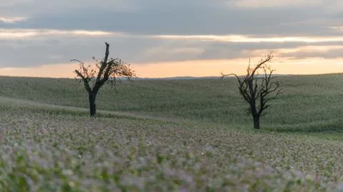 Two bare trees stand in a field full of purple flowers Stock Photos