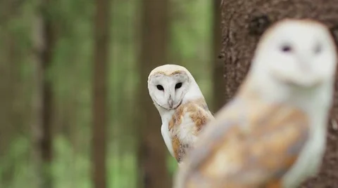 Two barn owl (tyto alba) in the wildlife. Close Stock Footage 68398977