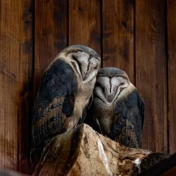 Two Barn Owls Sleeping Side by Side in a Wooden Barn Foto stock