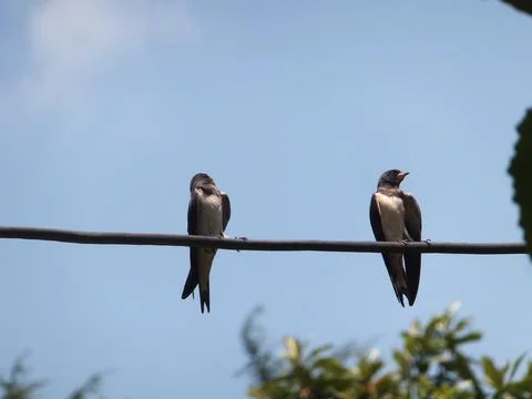 Two Barn swallows on an electrical wire against the blue sky background Stock Photos