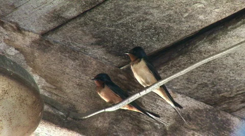 Two barn swallows  Stock Footage 98124