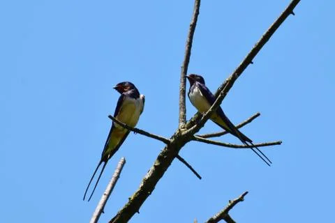 Two barn swallows Hirundo rustica on tree branch 写真素材