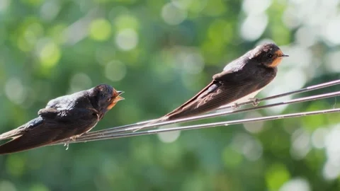 Two barn swallows perched on electrical wire against soft green blurred back Stock Footage 342801400
