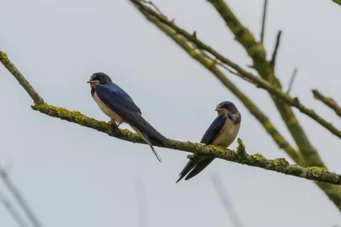 Two Barn Swallows Stock Photos