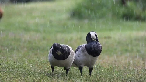 Two Barnacle Goose cleans his feathers standing on the grass in the rain. Stock-Footage 112687616