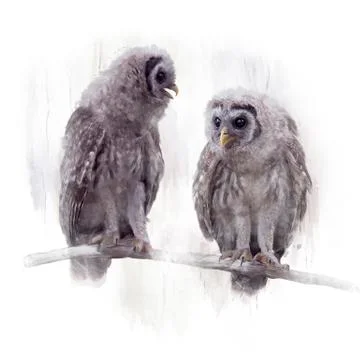 Two Barred Owlets perched on a Branch Fotos Stock