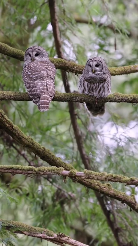 Two Barred Owls Perched Together on a Mossy Tree Branch in the Forest Video stock 341932795