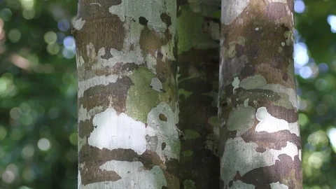 Two barrel with beautiful texture covered with lichen Stock Footage 71614266