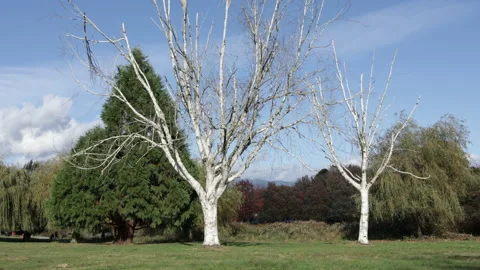 Two barren trees sit in a park with multicolored trees in background. Stock Footage 146669840