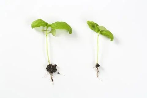 Two  basil seedlings with roots Stock Photos