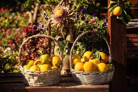 Two baskets full of fresh oranges, placed on a bench next to the garden Stock Photos