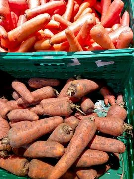 Two baskets show washed and unwashed carrots in a vibrant local market. The f Stock Photos