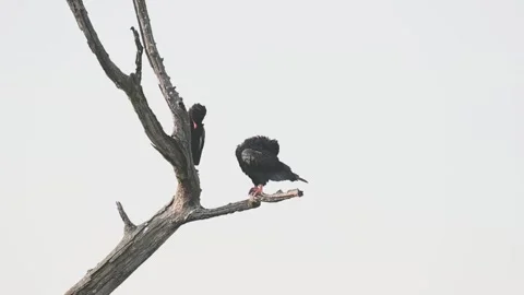 Two bateleurs on a dry tree in Maasai Mara Stock Footage 319070012