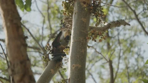 Two bats fighting on a tree, one flying away after fight Stock Footage 221532119