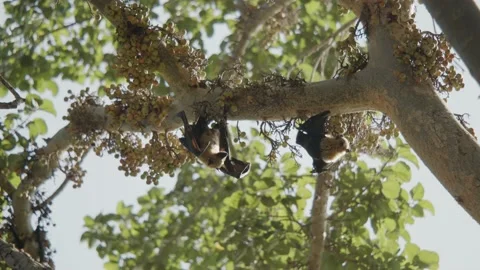 Two bats fighting upside down on a fig tree for their place, biting and Stock Footage 221680190