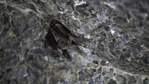 Two Bats hanging in a cave Stock Footage 148281718