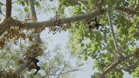 Two bats hanging on a fig tree and eating together, slow pan wide shot Stock Footage 221531491