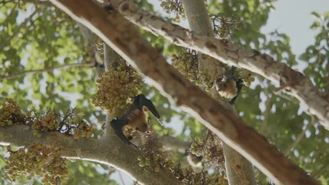 Two bats hanging upside down on a fig tree and searching for next food Stock Footage 231200781