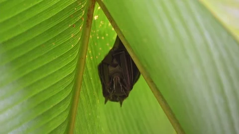 Two bats resting inside a banana leaf 스톡 동영상 156862358