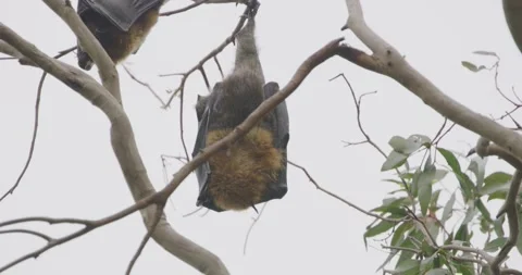 Two Bats Resting in Tree, Australia Vídeo Stock 329291209