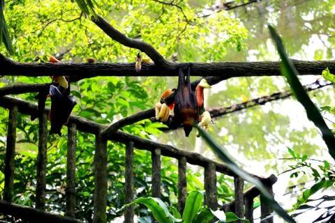 Two Bats is sleeping Stock Photos