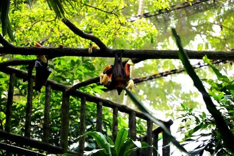 Two Bats is sleeping Stock Photos