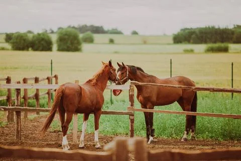 Two bay horses communicate with each other while standing in the paddocks on Stock Photos