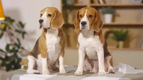 Two Beagle Dogs Sitting Together on Bedspread at Home Stock Footage 119760585