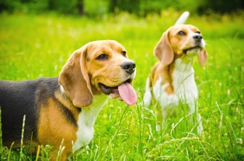 Two beagle Stock Photos