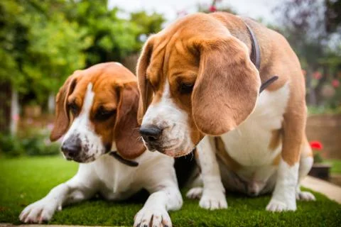 Two beagles having fun playing in the garden Stock-Fotos