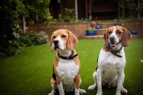 Two beagles having fun playing in the garden Stock-Fotos