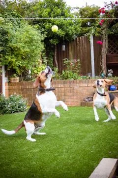 Two beagles having fun playing in the garden playing with a tennis ball Foto stock