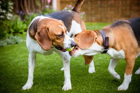 Two beagles having fun playing in the garden catching ball Stock-Fotos