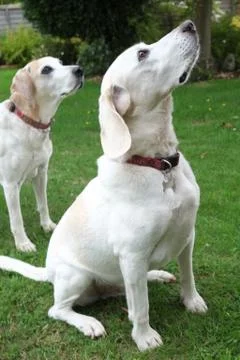Two beagles Stock Photos