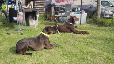 Two beagles waiting Stock Footage 118014469