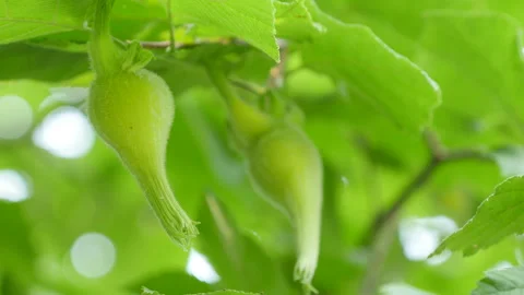 Two Beaked hazelnuts Stock-Footage 114140795