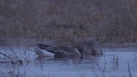 Two bean gooses drink water on the river under snowstorm Stock-Footage 283563419
