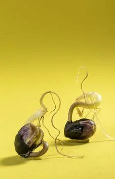 Two bean sprouts Stock Photos