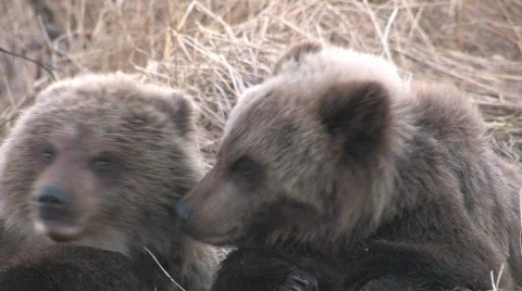 TWO BEAR CUBS 動画素材 707029