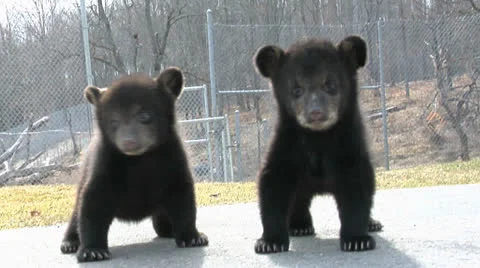 Two Bear Cubs Видео 24234144