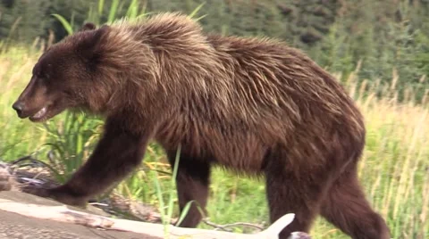 Two bear cubs Stock Footage 56164972